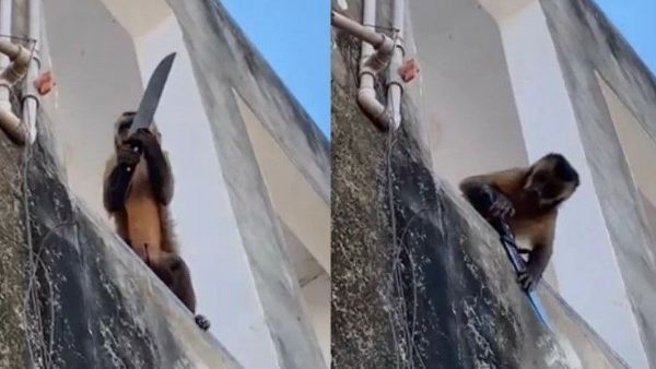 ವಿಡಿಯೋ: ಚಾಕು ಹಿಡಿದು ಜನರನ್ನು ಬೆದರಿಸುವ ಕೋತಿ- ಮನೆಬಿಟ್ಟು ಹೊರಬಾರದ ಜನ