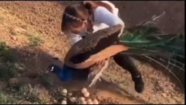 ವಿಡಿಯೋ: ಮೊಟ್ಟೆ ಕದಿಯಲು ಬಂದ ಹುಡುಗಿಗೆ ಪಾಠ ಕಲಿಸಿದ ನವಿಲು