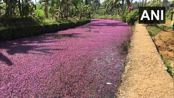 ಗುಲಾಬಿ ಬಣ್ಣಕ್ಕೆ ತಿರುಗಿದ ಕೇರಳದ ನದಿ : 'ರಿವರ್ ಆಫ್ ಹೋಪ್' ಎಂದ ಆನಂದ್ ಮಹಿಂದ್ರಾ