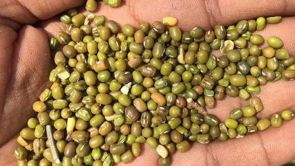 ರೈತರಿಗೆ ಬಂಪರ್: ಪಂಜಾಬ್ ಸರ್ಕಾರದಿಂದ ಧಾನ್ಯಕ್ಕೆ ಕನಿಷ್ಠ ಬೆಂಬಲ ಬೆಲೆ