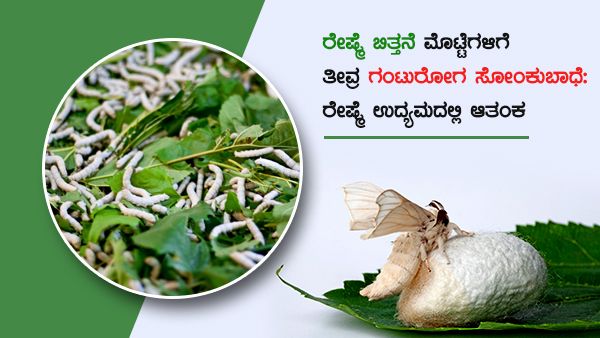 ರೇಷ್ಮೆ ಬಿತ್ತನೆ ಮೊಟ್ಟೆಗಳಿಗೆ ಗಂಟುರೋಗ ಬಾಧೆ; ಆತಂಕದಲ್ಲಿ ರೇಷ್ಮೆ ಉದ್ಯಮ