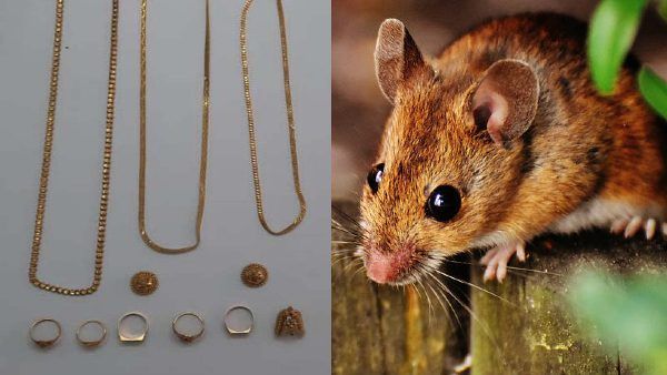 10 ಗ್ರಾಂ ಚಿನ್ನದೊಂದಿಗೆ ಇಲಿ ಪರಾರಿ; ಪೊಲೀಸರು ಕಂಡುಹಿಡಿದದ್ದೇ ರೋಚಕ