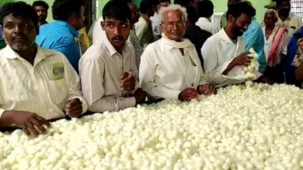 ರಾಮನಗರ; ರೇಷ್ಮೆ ಬೆಲೆ ಕುಸಿತ, ರೈತರು ಕಂಗಾಲು