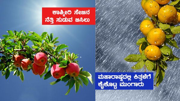 ಕೆಂಪು ಕಾಶ್ಮೀರಿ ಆ್ಯಪಲ್ ಮೇಲೆ ಸೂರ್ಯನ ಕೆಂಗಣ್ಣು!