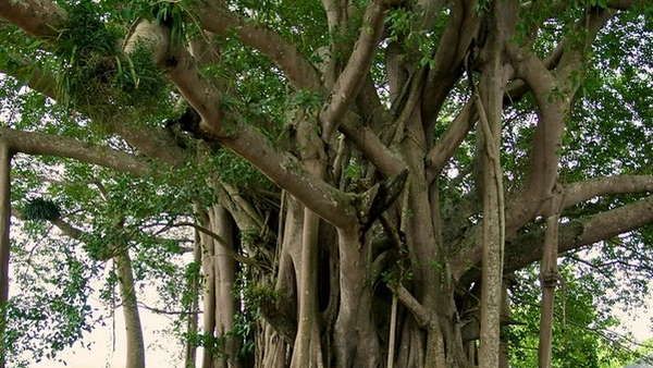 ಅಪರೂಪದ ಮರ: 200 ವರ್ಷಗಳ ಮರದ ಮೇಲೆ 9 ಮರಗಳು- ಜನರಿಂದ ಪೂಜೆ