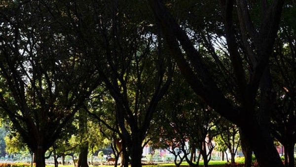 ಕಬ್ಬನ್‌ ಪಾರ್ಕ್‌ನಲ್ಲಿ ನಾಯಿಗಳ ವಾಯುವಿಹಾರಕ್ಕೆ ನಿಷೇಧ ಹೇರಿದ ಸರ್ಕಾರ