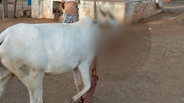 ಮಾವಿನ ಗೊರಟೆಯಲ್ಲಿಟ್ಟಿದ್ದ ಸಿಡಿಮದ್ದು ಸ್ಪೋಟ, ಎರಡು ಹಸುಗಳು ಸಾವು