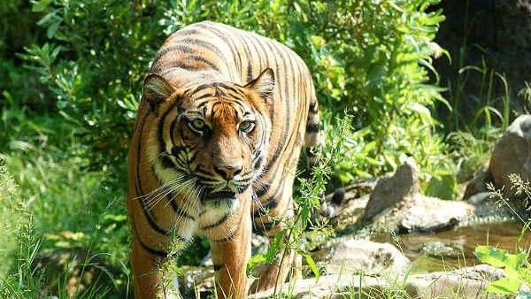 ಪಶ್ಚಿಮಘಟ್ಟದ ಕಸ್ತೂರಿ ರಂಗನ್ ವರದಿಯಿಂದ ಚಾಮರಾಜನಗರದ ಯಾವ ಹಳ್ಳಿಗೆ ಅಪಾಯ!