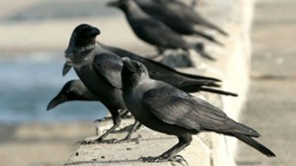 ಈ ಮಹಿಳೆ ಎಲ್ಲಿಗೇ ಹೋದರೂ ಕಾಗೆಗಳು ಹಿಂಬಾಲಿಸುತ್ತವೆ: ಕಾ..ಕಾ...ಕಾಟಕ್ಕೆ ಬೇಸತ್ತ ಮಹಿಳೆ