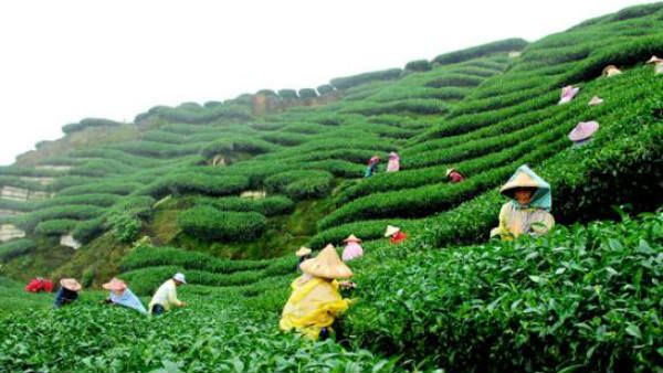 ಏರಲಿದೆ ಚಹಾ ಬೆಲೆ: ಅಸ್ಸಾಂನಲ್ಲಿ ಮಳೆಯಿಂದಾಗಿ ಟೀ ಉತ್ಪಾದನೆ ಕುಸಿತ