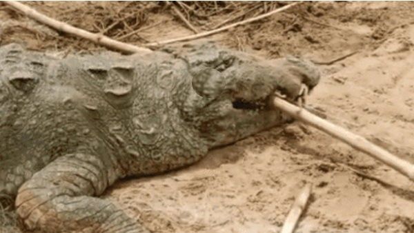 ಚಂಬಲ್ ನದಿ- ಸ್ನಾನ ಮಾಡುತ್ತಿದ್ದಾಗ 10 ವರ್ಷದ ಬಾಲಕನನ್ನು ನುಂಗಿದ ಮೊಸಳೆ