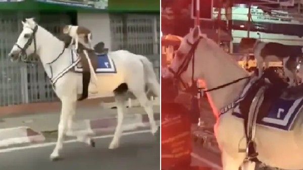 ಕುದುರೆ ಸವಾರಿ ಮಾಡಿದ ಶ್ವಾನ: ಐಸ್‌ ಕ್ರೀಮ್ ಪೋಸ್ಟರ್ ನೆಕ್ಕಿದ ಬಡ ನಾಯಿ