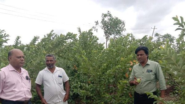 ರೈತನ ಯಶೋಗಾಥೆ; ತೈವಾನ್ ಪಿಂಕ್ ಪೇರಲ ಬೆಳೆಯಲ್ಲಿ ಕೊಪ್ಪಳ ರೈತನ ಸಾಧನೆ