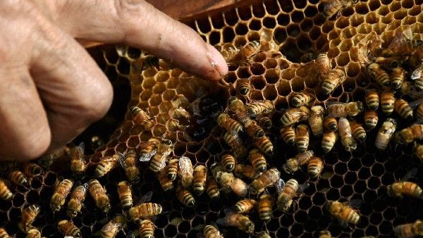 ವೈರಸ್ ಹರಡುವ ಭಯ: 6 ಮಿಲಿಯನ್ ಜೇನುನೊಣ ಕೊಂದ ಆಸ್ಟ್ರೇಲಿಯಾ