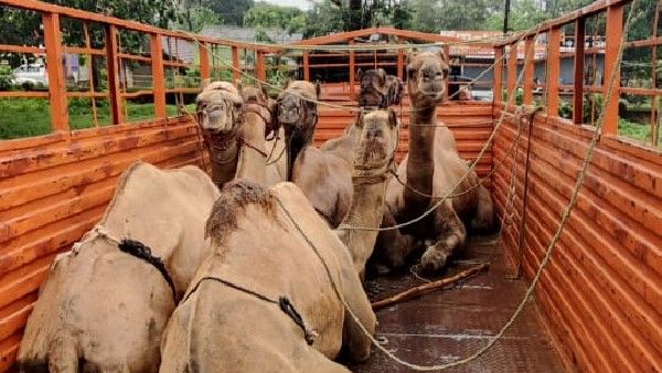 ಅಕ್ರಮವಾಗಿ ಸಾಗಿಸುತ್ತಿದ್ದ 6 ಒಂಟೆ ರಕ್ಷಣೆ, ಜಿಂಕೆ ಕೊಂಬು ಮಾರಲೆತ್ನಿಸಿದವರ ಬಂಧನ