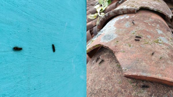 ಮಂಡ್ಯ: ಕಂಬಳಿ ಹುಳುವಿನ ಉಪಟಳ-ಹೈರಾಣಾದ ಗ್ರಾಮೀಣ ಜನತೆ