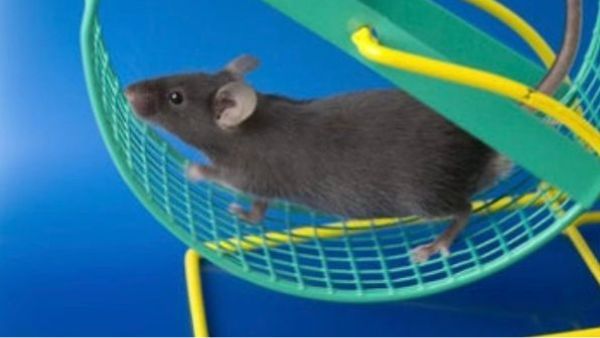 ವಿಜ್ಞಾನದ ಪವಾಡ: ಮೊಟ್ಟಮೊದಲ ಬಾರಿಗೆ ಇಲಿಯ ವಯಸ್ಸನ್ನು ಕಡಿಮೆ ಮಾಡಿದ ವಿಜ್ಞಾನಿಗಳು