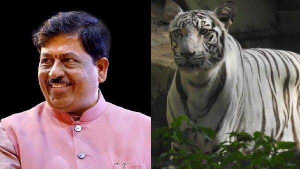 ವಿಶ್ವ ಹುಲಿ ದಿನ: 'ಮಾನ್ಯ' ಹುಲಿ ದತ್ತು ಪಡೆದ ಸಚಿವ ಮುರುಗೇಶ ನಿರಾಣಿ