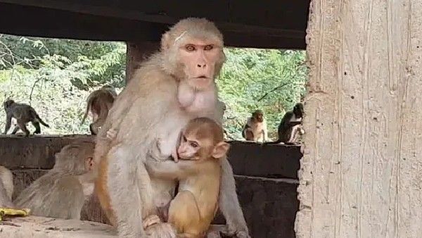 ಮೂರು ಅಂತಸ್ಥಿನ ಕಟ್ಟಡದ ಮೇಲಿನಿಂದ 4 ತಿಂಗಳ ಮಗುವನ್ನು ಎಸೆದ ಕೋತಿ