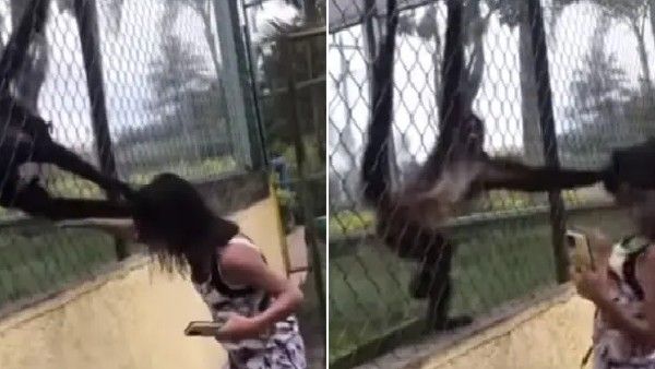 ವಿಡಿಯೋ: ಸ್ಪೈಡರ್ ಕೋತಿಗಳೊಂದಿಗೆ ತರ್ಲೆ ಮಾಡುವಾಗ ಹುಷಾರ್..!