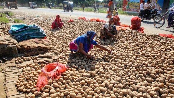 ಗೋಧಿ ಆಯ್ತು ಈಗ ಆಲೂಗಡ್ಡೆ ಆಮದಿಗೆ ಮುಕ್ತ ಅವಕಾಶ ನೀಡಿದ ಕೇಂದ್ರ ಸರ್ಕಾರ