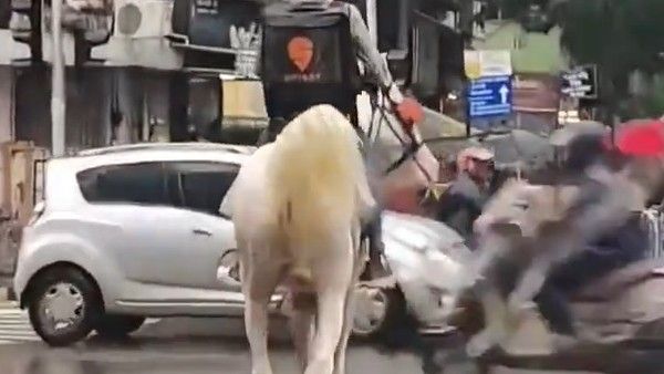 ಕುದುರೆ ಮೇಲೆ ಬಂದು ಸ್ವಿಗ್ಗಿ ಆರ್ಡರ್ ಡೆಲಿವರಿ ಮಾಡಿದ ವ್ಯಕ್ತಿ: ಯಾರೆಂದು ಹುಡುಕಿಕೊಟ್ಟರೆ 5000 ಬಹುಮಾನ