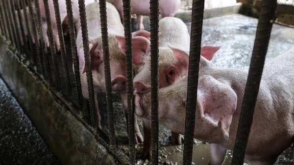 Breaking: ಕೇರಳದಲ್ಲಿ ಆಫ್ರಿಕನ್ ಹಂದಿಜ್ವರ ಪತ್ತೆ; 300 ಹಂದಿಗಳನ್ನು ಕೊಲ್ಲಲು ನಿರ್ದೇಶನ