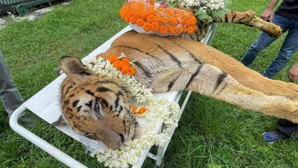 ಭಾರತದ ಹಿರಿಯ ಹುಲಿ 'ರಾಜ' ಇನ್ನು ನೆನಪು ಮಾತ್ರ