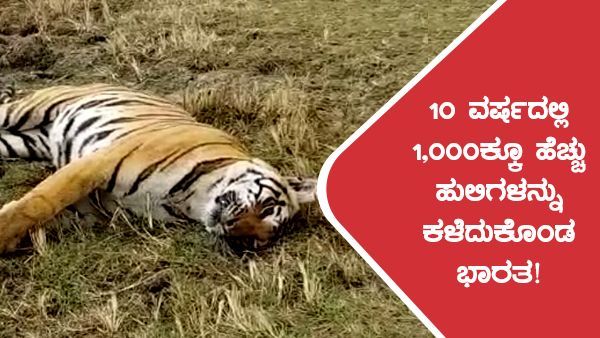 ಭಾರತದಲ್ಲಿ ಕಳೆದ 10 ವರ್ಷದಲ್ಲಿ ಅತಿಹೆಚ್ಚು ಹುಲಿಗಳ ಸಾವು