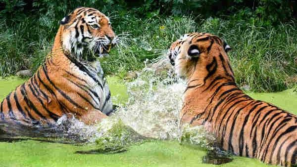 ಮೂರು ವರ್ಷದೊಳಗೆ 329 ಹುಲಿ, 307 ಆನೆಗಳ ಸಾವು: ಕಾರಣವೇನು?