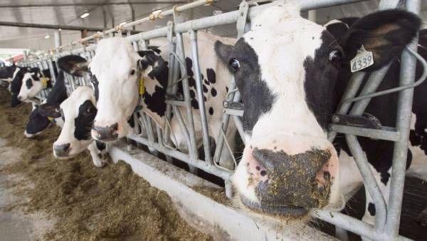 ಹೈನುಗಾರರ ಪ್ರೋತ್ಸಾಹಕ್ಕಾಗಿ ಕ್ಷೀರಶ್ರೀ ಪೋರ್ಟಲ್‌ ಜಾರಿ