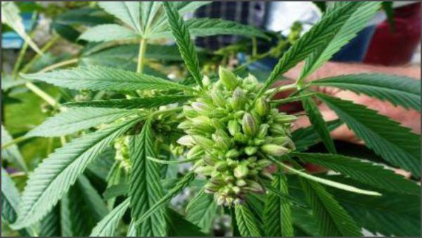 ಎನ್‌ಡಿಪಿಎಸ್ ಕಾಯ್ದೆಯಡಿ 'ಭಾಂಗ್’ ಗೆ ನಿಷೇಧವಿಲ್ಲ: ಹೈಕೋರ್ಟ್