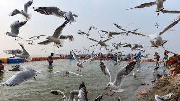 ಡಿಸಿಷನ್ ಮೇಕಿಂಗ್‌ನಲ್ಲಿ ಮನುಷ್ಯರಿಗಿಂತಲೂ ಸ್ಮಾರ್ಟ್ ಪಕ್ಷಿಗಳು!: ಈ ಬಗ್ಗೆ ತಿಳಿಯಿರಿ