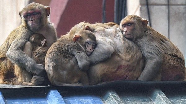 ಬೆಂಗಳೂರಿಗರೇ 1533 ಒತ್ತಿರಿ: ಹಾವು, ಕೋತಿ, ಪಕ್ಷಿಗಳ ಹಾವಳಿಗೆ ದೂರು ಸಲ್ಲಿಸಿ!