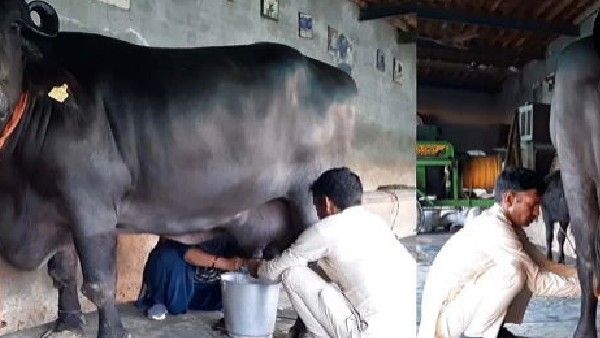 ಅಹಾ.. ಎಮ್ಮೆ ಹಾಲು ಕುಡಿದರೆ ಏನೆಲ್ಲ ಆರೋಗ್ಯ ಪ್ರಯೋಜನಗಳವೆ ಗೊತ್ತಾ?