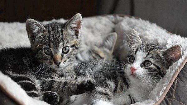 ವಿಶ್ವ ಬೆಕ್ಕು ದಿನ 2022: ಇತಿಹಾಸ, ಮಹತ್ವ ಮತ್ತು ಹೇಗೆ ಆಚರಿಸಬೇಕು?