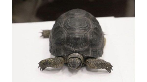 Breaking: ವಿಮಾನದಲ್ಲಿ ಚೆನ್ನೈಗೆ ಬಂದವನಲ್ಲಿ ಸಿಕ್ಕಿದ್ದು ಕೋತಿ, ಹಾವು, ಆಮೆಗಳು!