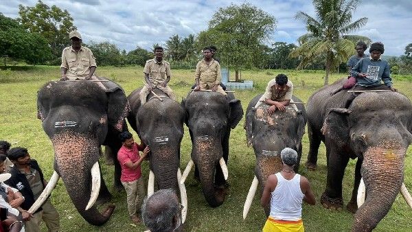 ತೆಂಗಿನಕಲ್ಲು, ಕಬ್ಬಾಳು ಆರಣ್ಯದಲ್ಲಿನ ಪುಂಡಾನೆಗಳ ಸೆರೆ‌ ಕಾರ್ಯಾಚರಣೆ ಪ್ರಾರಂಭ