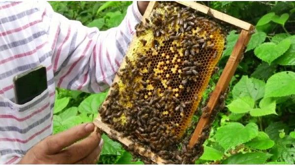 20 ಸಾವಿರದಿಂದ 18 ಕೋಟಿ ರೂ.ವರೆಗೆ ವಹಿವಾಟು: ಜೇನುಕೃಷಿಯಲ್ಲಿ ಮೋದಿ ಗಮನ ಸೆಳೆದ ಕೃಷಿಕ