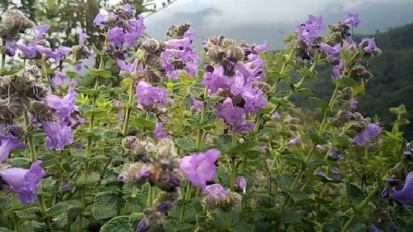 ಕಾಫಿನಾಡು ಚಿಕ್ಕಮಗಳೂರಿನಲ್ಲಿ 12 ವರ್ಷಕೊಮ್ಮೆ ಅರಳುವ ನೀಲಿಕುರುಂಜಿ ಹೂವಿನ ವಿಶೇಷತೆ