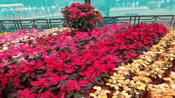 ಶುಕ್ರವಾರದಿಂದ ಲಾಲ್‌ಬಾಗ್ ಫಲಪುಷ್ಪ ಪ್ರದರ್ಶನ; ವಾಹನ ಪಾರ್ಕಿಂಗ್ ವಿವರ