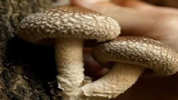 ಅಣಬೆ ಕೃಷಿ:ಅಣಬೆ ಘಟಕ ಸ್ಥಾಪನೆಗೆ ಸಹಾಯಧನಕ್ಕಾಗಿ ಅರ್ಜಿ ಆಹ್ವಾನ