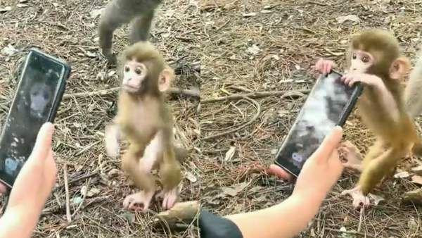 ತಾಯಿ ಗದರಿದರೂ 'ಅಮ್ಮ ನನಗೆ ಫೋನ್ ಬೇಕಮ್ಮ' ಎಂದ ಮರಿ ಮಂಗ