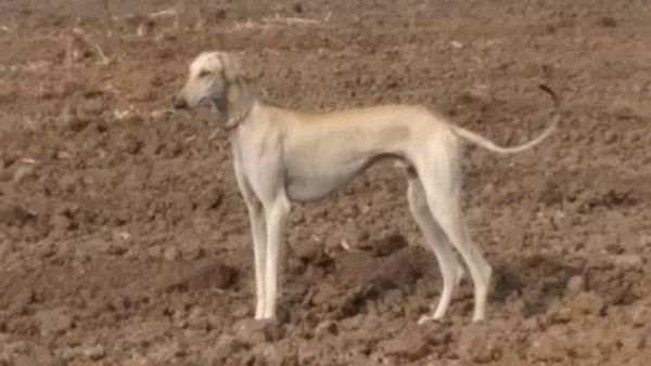 ಪಿಎಂ ಮೋದಿಗೆ ಭದ್ರತೆ ನೀಡುವ ಎಸ್‌ಪಿಜಿ ಪಡೆ ಸೇರಿದ ಮುಧೋಳ ಶ್ವಾನ