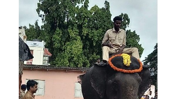 ಮೈಸೂರು ದಸರಾ ಸಂಭ್ರಮ: ತೂಕ ಪರೀಕ್ಷೆಯಲ್ಲಿ ಯಾವ ಆನೆ ಬಲಶಾಲಿ?