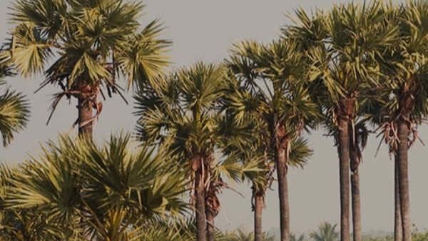 ತಾಳೆ ಎಣ್ಣೆ ಬೆಳೆ ಮೇಲೆ ದೊಡ್ಡ ಪಣತೊಟ್ಟ ತೆಲಂಗಾಣ