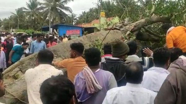 ಮಾಳೆಕೊಪ್ಪಲು ಗ್ರಾಮದಲ್ಲಿ ಬೃಹತ್‌ ಮರ ಉರುಳಿ ಬೈಕ್ ಸವಾರ ಸಾವು