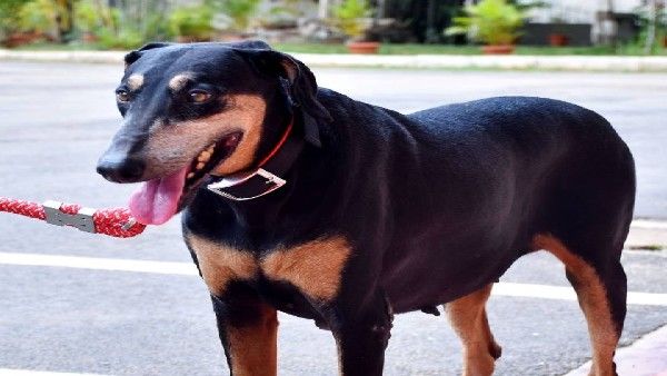 ಕಳ್ಳಕಾಕರು, ಕೊಲೆಗಡುಕರ ಸಿಂಹಸ್ವಪ್ನವಾಗಿದ್ದ 