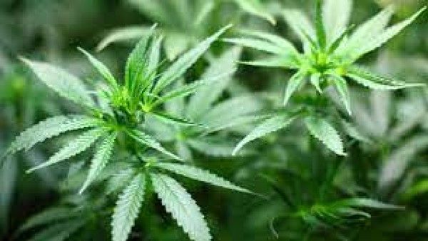 ಮಗಳ ಕಾಯಿಲೆ ಚಿಕಿತ್ಸೆಗಾಗಿ ಗಾಂಜಾ ಬಳಕೆ ಕಾನೂನುಬದ್ದಗೊಳಿಸಲು ಹೋರಾಡುತ್ತಿರುವ ತಾಯಿ