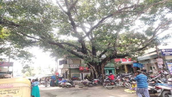 ಬಿಡದಿಯಲ್ಲಿ ಉರುಳುವ ಸ್ಥಿತಿಯಲ್ಲಿ 90 ವರ್ಷದ ಬೃಹತ್ ಮರ; ಜೀವಭಯದಲ್ಲಿರುವ ಸಾರ್ವಜನಿಕರು